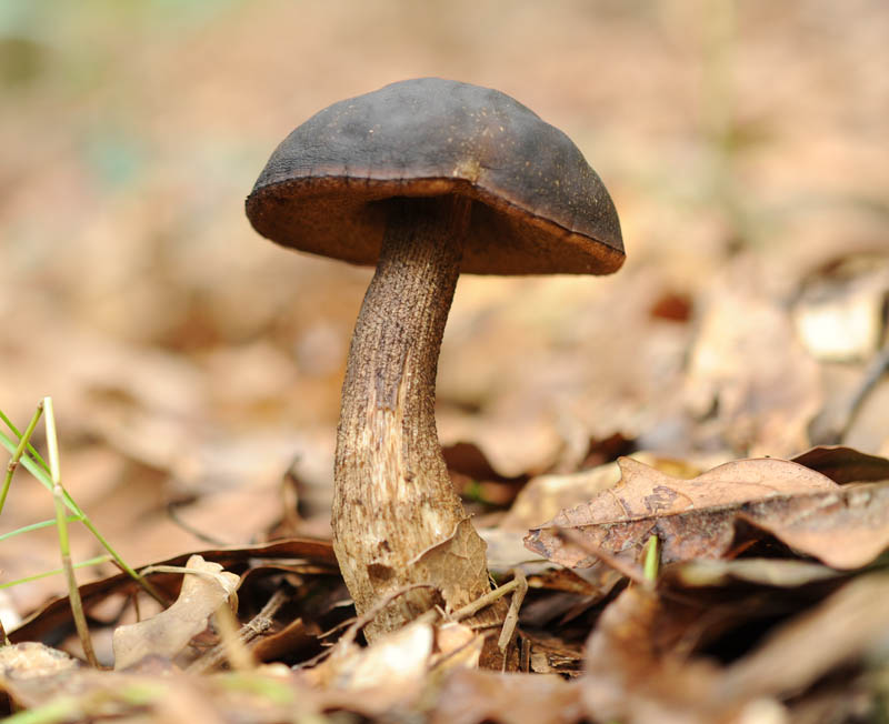 Leccinum carpinum
