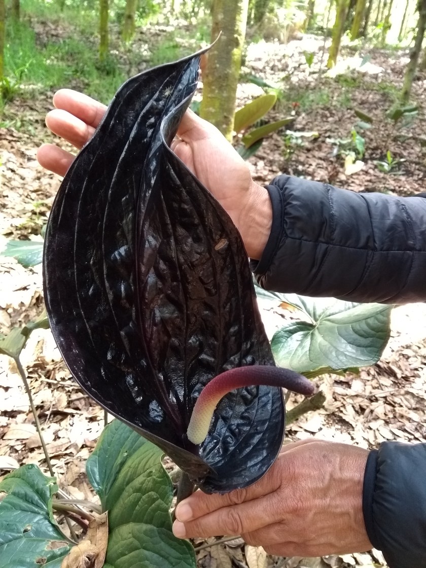 IMG_20180629_102720828